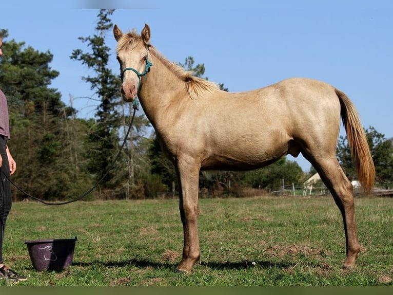 Arabisches Partbred Hengst Fohlen (02/2025) 150 cm Champagne in Goven