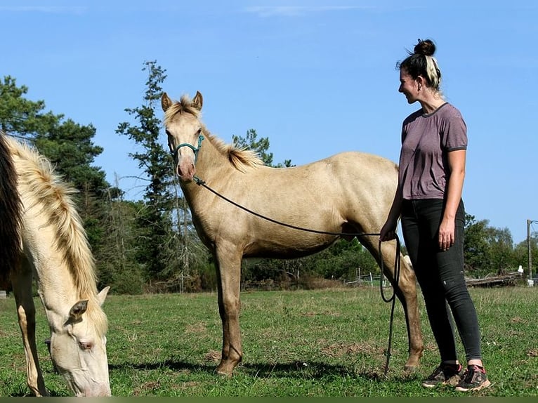 Arabisches Partbred Hengst Fohlen (02/2025) 150 cm Champagne in Goven