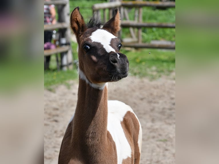 Arabisches Partbred Hengst Fohlen (05/2025) 153 cm Tovero-alle-Farben in M&#xF6;rsdorf