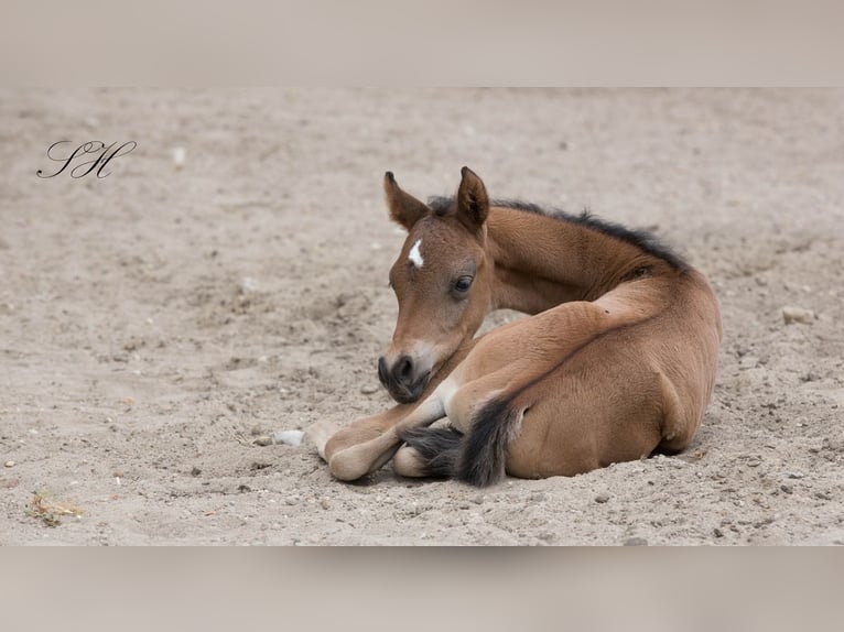 Arabisches Partbred Hengst Fohlen (06/2024) 154 cm in Coswig (Anhalt)