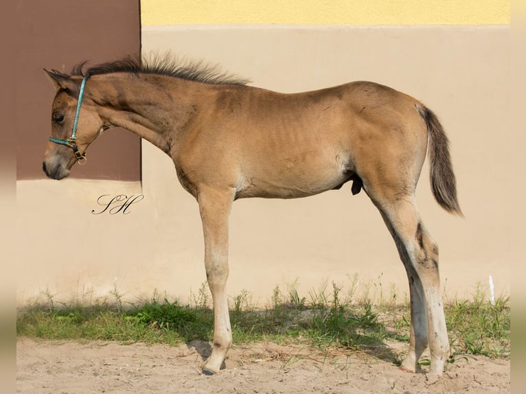 Arabisches Partbred Hengst Fohlen (06/2024) 154 cm in Coswig (Anhalt)