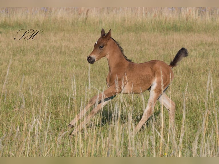 Arabisches Partbred Hengst Fohlen (06/2024) 154 cm in Coswig (Anhalt)