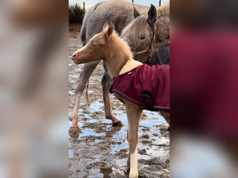 Arabisches Partbred Hengst Fohlen (03/2024) 154 cm Palomino in Féniers