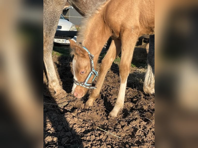 Arabisches Partbred Hengst Fohlen (03/2024) 154 cm Palomino in Féniers