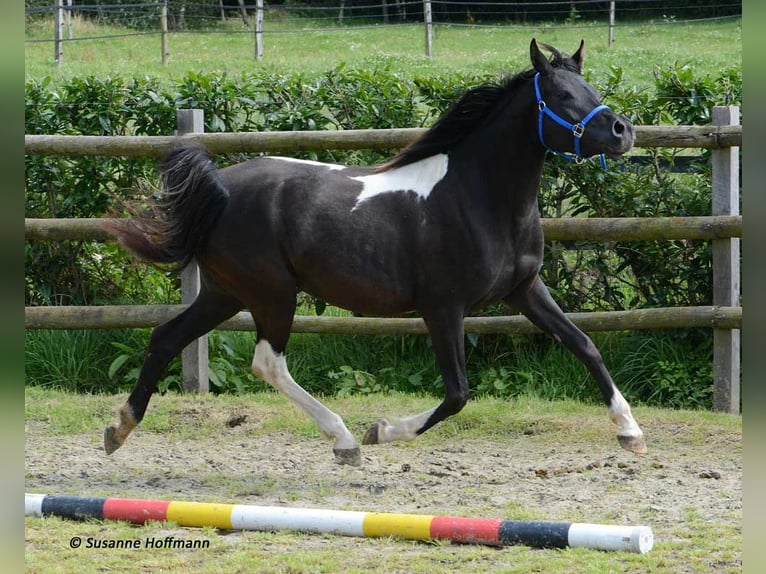 Arabisches Partbred Hengst Fohlen (05/2025) 155 cm Champagne in M&#xF6;rsdorf