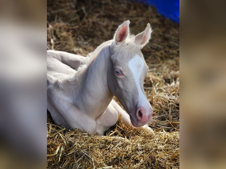Arabisches Partbred Hengst  155 cm Cremello in HagendornHagendorn
