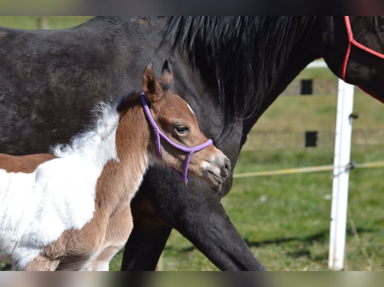 Arabisches Partbred Hengst  155 cm Schecke in Steinheim