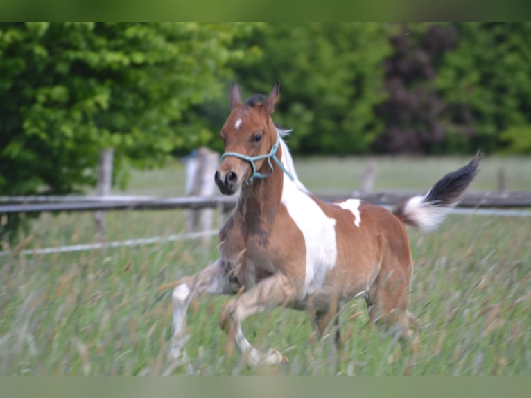 Arabisches Partbred Hengst  155 cm Schecke in Steinheim