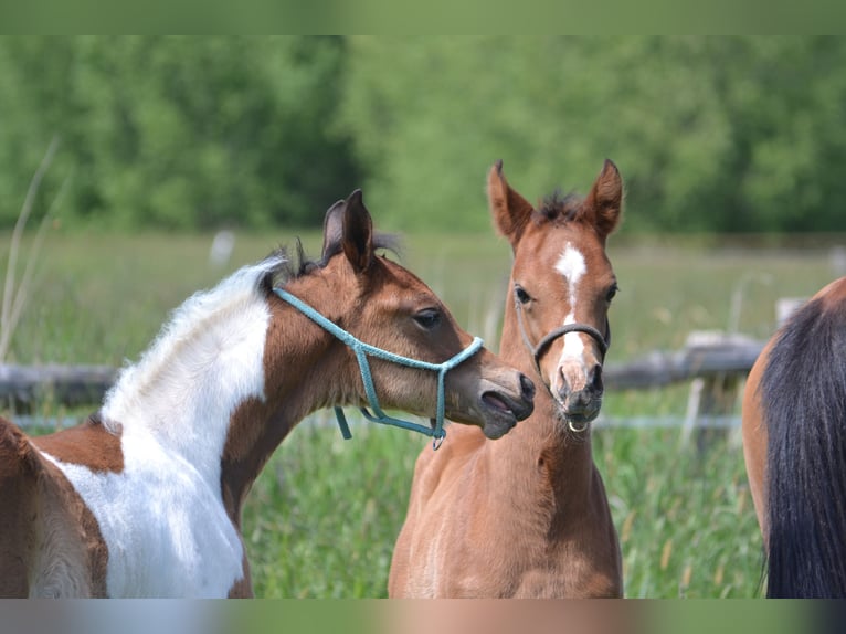 Arabisches Partbred Hengst  155 cm Schecke in Steinheim