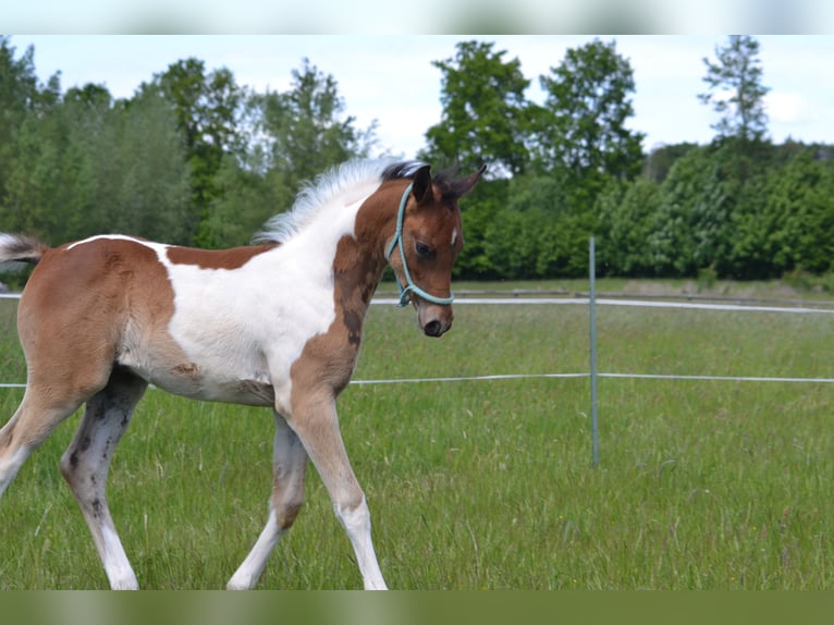 Arabisches Partbred Hengst  155 cm Schecke in Steinheim
