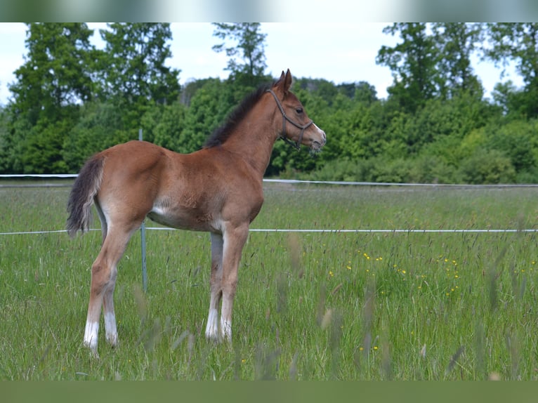 Arabisches Partbred Hengst  155 cm Schecke in Steinheim