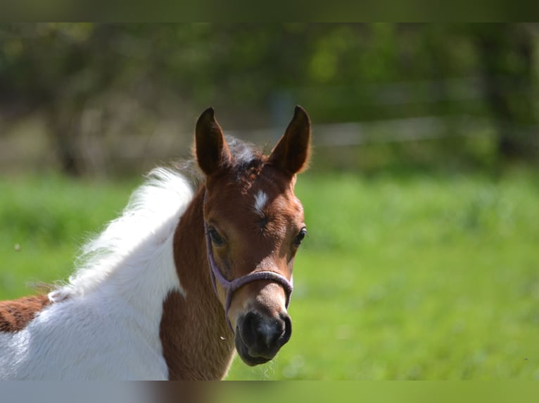 Arabisches Partbred Hengst  155 cm Schecke in Steinheim