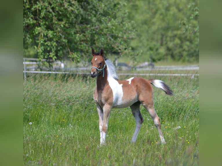 Arabisches Partbred Hengst  155 cm Schecke in Steinheim