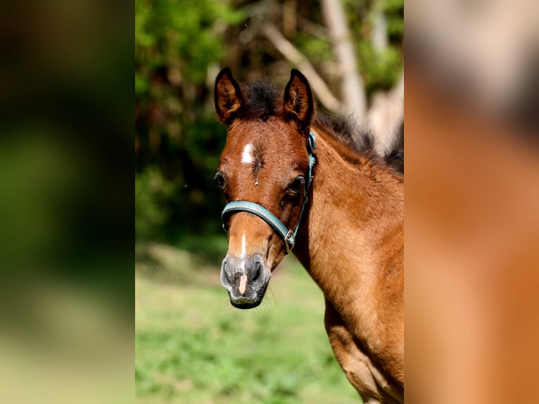 Arabisches Partbred Hengst Fohlen (04/2026) 156 cm Brauner in Stechlin