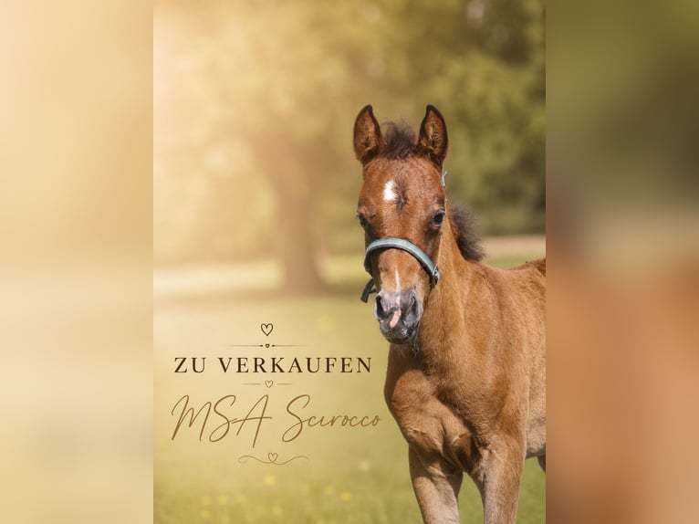 Arabisches Partbred Hengst Fohlen (04/2026) 156 cm Brauner in Stechlin