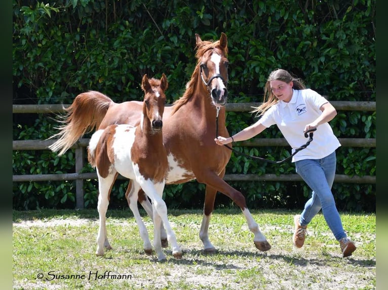 Arabisches Partbred Hengst Fohlen (05/2025) 156 cm Tobiano-alle-Farben in G&#xF6;denroth