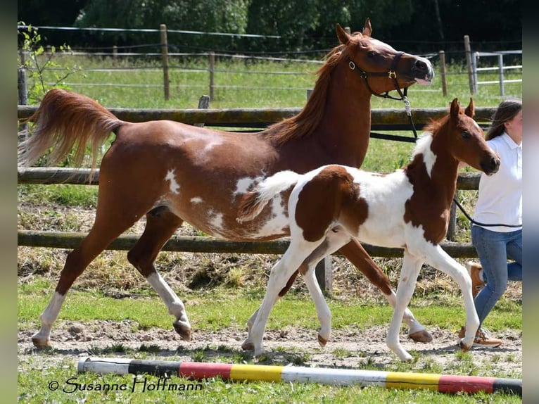 Arabisches Partbred Hengst Fohlen (05/2025) 156 cm Tobiano-alle-Farben in G&#xF6;denroth