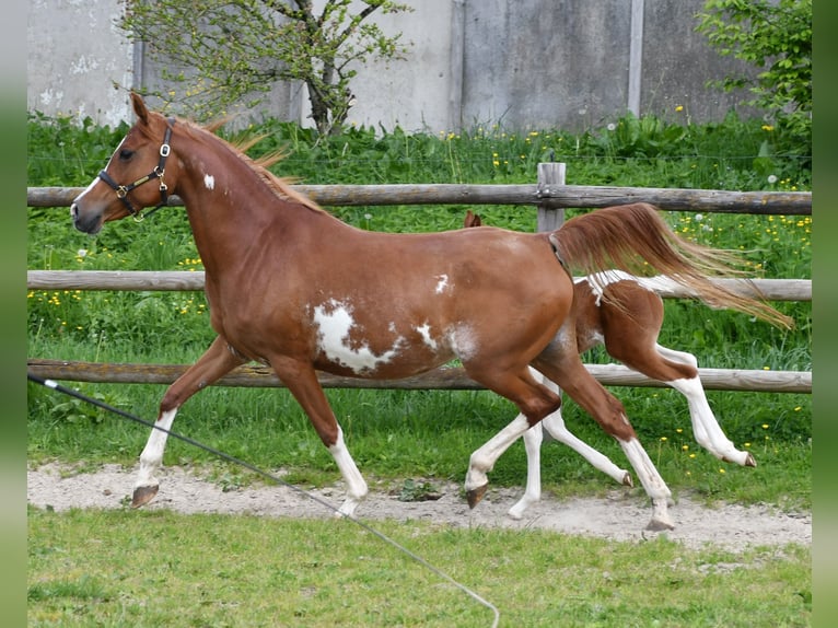 Arabisches Partbred Hengst Fohlen (05/2025) 156 cm Tobiano-alle-Farben in G&#xF6;denroth