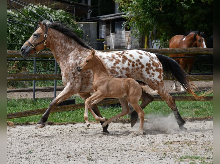 Arabisches Partbred Hengst Fohlen (06/2026) 159 cm Palomino in Mörsdorf