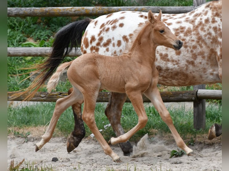 Arabisches Partbred Hengst Fohlen (06/2026) 159 cm Palomino in Mörsdorf