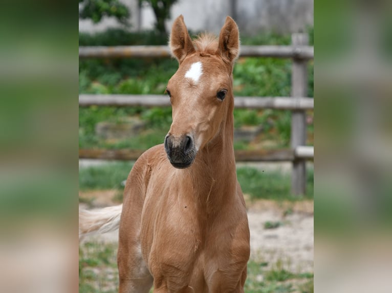 Arabisches Partbred Hengst Fohlen (06/2026) 159 cm Palomino in Mörsdorf