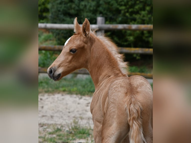 Arabisches Partbred Hengst Fohlen (06/2026) 159 cm Palomino in Mörsdorf
