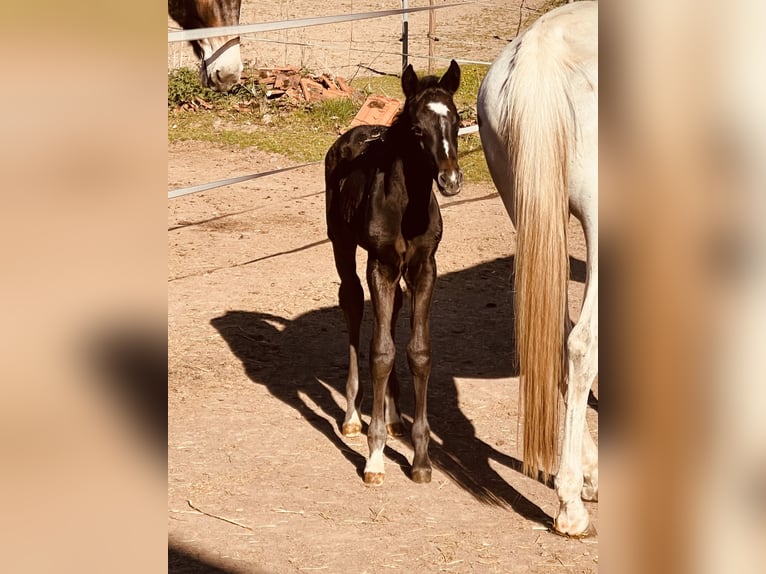 Arabisches Partbred Hengst Fohlen (04/2026) 160 cm Kann Schimmel werden in Enkenbach-Alsenborn