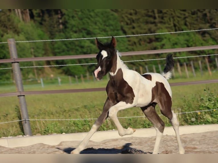 Arabisches Partbred Hengst Fohlen (05/2026) 160 cm Schecke in Völkermarkt
