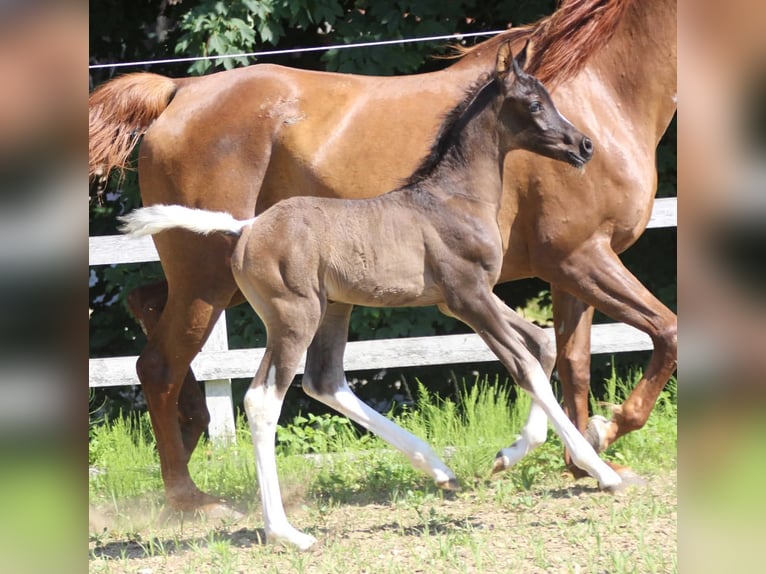 Arabisches Partbred Hengst  160 cm Tobiano-alle-Farben in Plaschischen