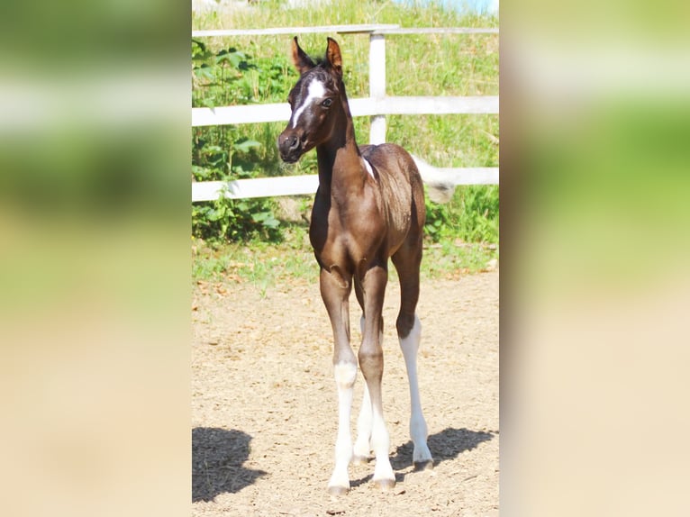 Arabisches Partbred Hengst  160 cm Tobiano-alle-Farben in Plaschischen