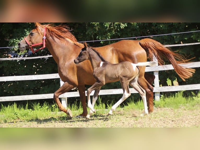 Arabisches Partbred Hengst  160 cm Tobiano-alle-Farben in Plaschischen