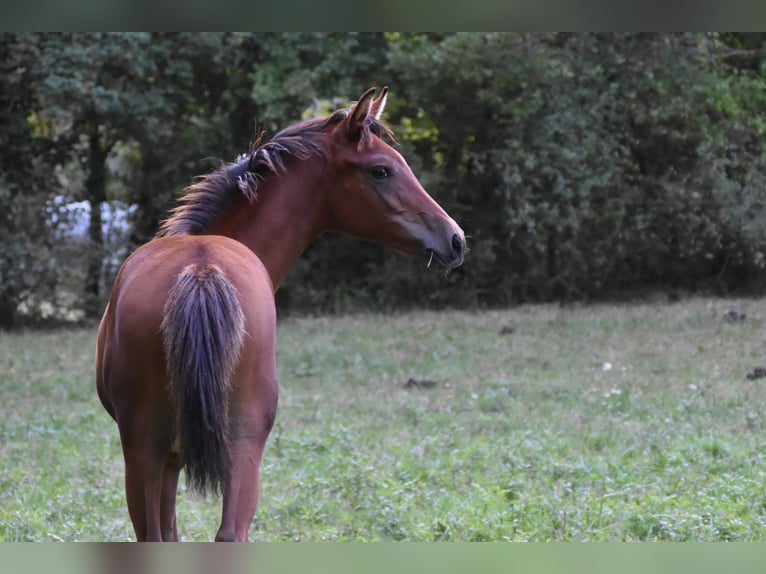 Arabisches Partbred Hengst Fohlen (03/2025) Brauner in Mouzieys Panens