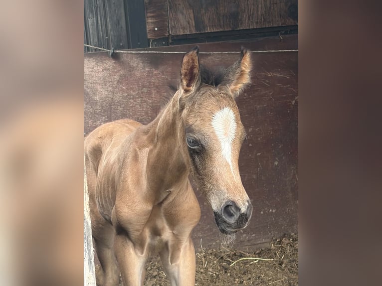 Arabisches Partbred Hengst Fohlen (06/2026) Buckskin in Sint-Niklaas