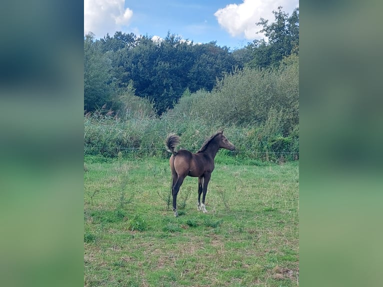 Arabisches Partbred Hengst Fohlen (06/2026) Buckskin in Sint-Niklaas