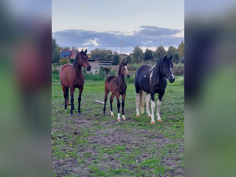 Arabisches Partbred Hengst Fohlen (06/2026) Buckskin in Sint-Niklaas