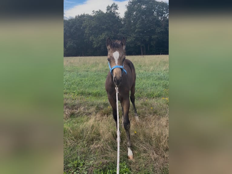 Arabisches Partbred Hengst Fohlen (06/2026) Buckskin in Sint-Niklaas