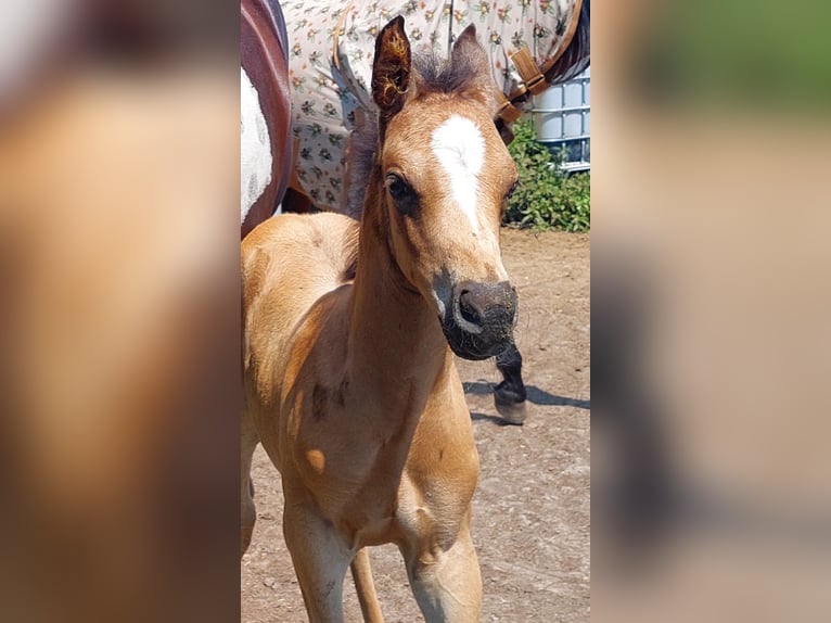 Arabisches Partbred Hengst Fohlen (06/2026) Buckskin in Sint-Niklaas
