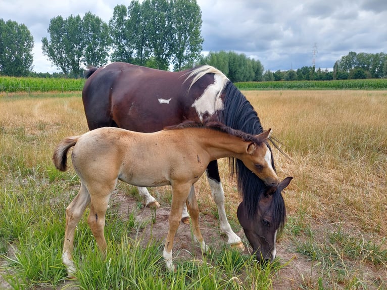 Arabisches Partbred Hengst Fohlen (06/2026) Buckskin in Sint-Niklaas