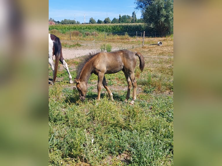 Arabisches Partbred Hengst Fohlen (06/2026) Buckskin in Sint-Niklaas