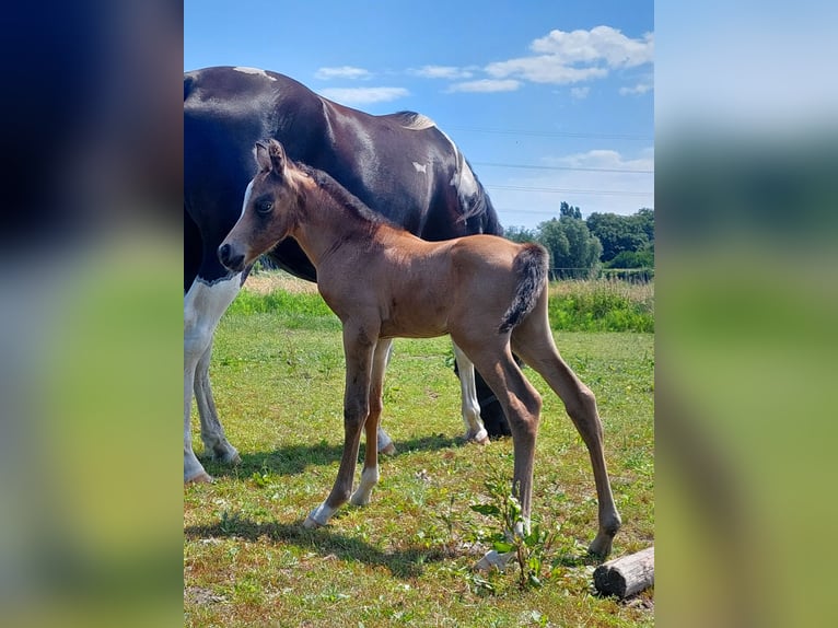 Arabisches Partbred Hengst Fohlen (06/2026) Buckskin in Sint-Niklaas