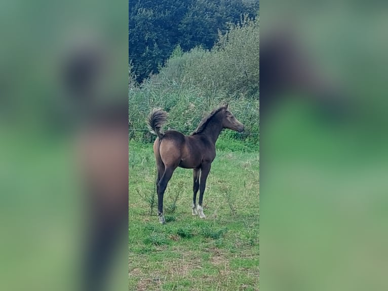 Arabisches Partbred Hengst Fohlen (06/2026) Buckskin in Sint-Niklaas