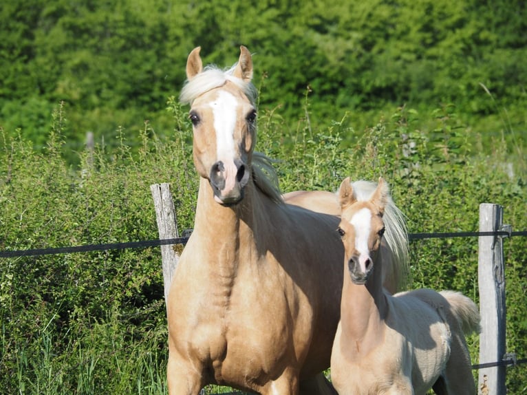 Arabisches Partbred Hengst Fohlen (04/2026) Palomino in MORNAY