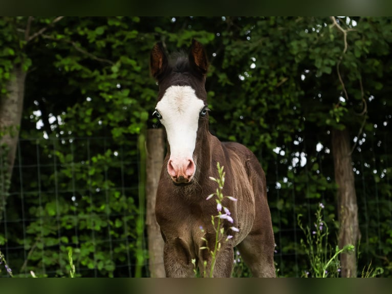 Arabisches Partbred Hengst  Rappe in Hultehouse