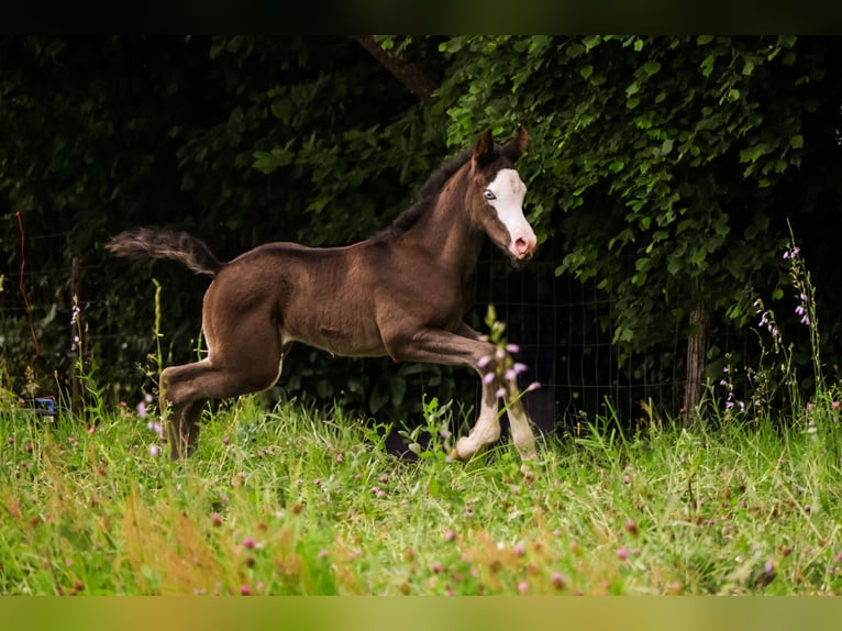 Arabisches Partbred Hengst  Rappe in Hultehouse
