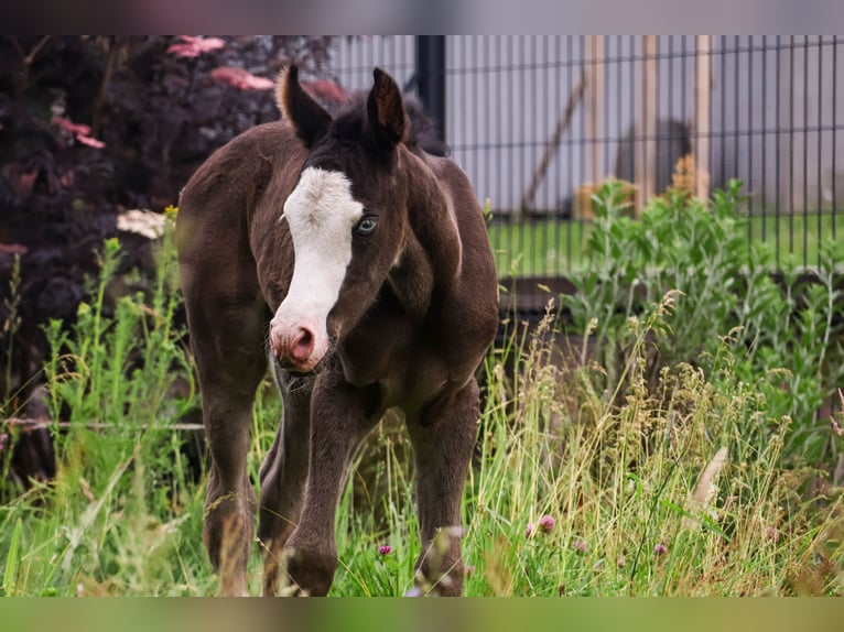 Arabisches Partbred Hengst  Rappe in Hultehouse