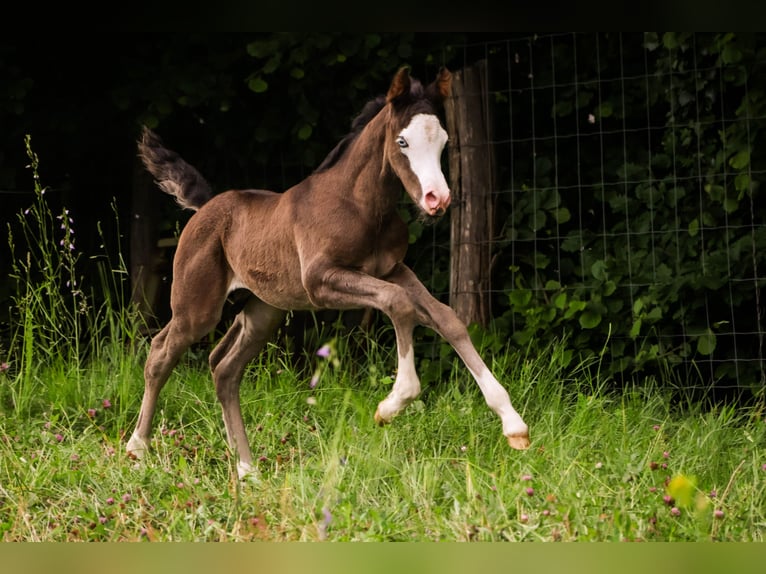 Arabisches Partbred Hengst  Rappe in Hultehouse