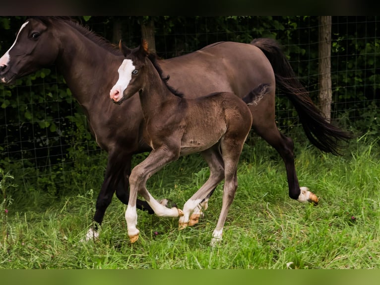 Arabisches Partbred Hengst  Rappe in Hultehouse