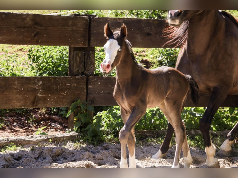 Arabisches Partbred Hengst  Rappe in Hultehouse