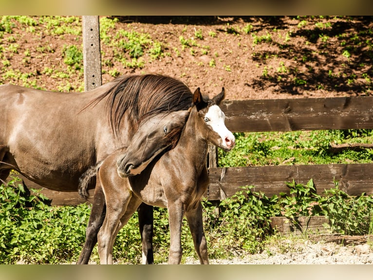 Arabisches Partbred Hengst  Rappe in Hultehouse