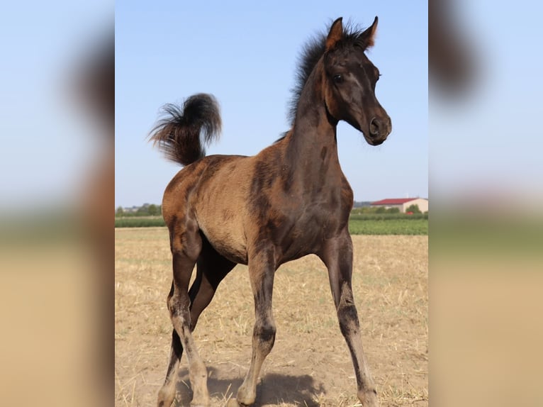 Arabisches Partbred Hengst Fohlen (05/2026) Rappe in Rain am Lech